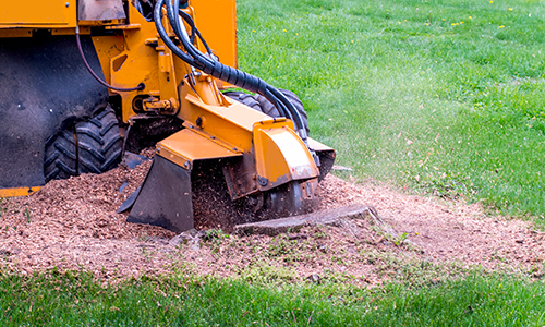 Why is it important to remove tree stumps? Here are 5 reasons