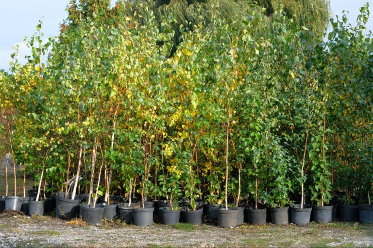 4 Things to Consider When Choosing New Trees for Your Property